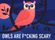 owl