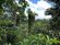 rainforest