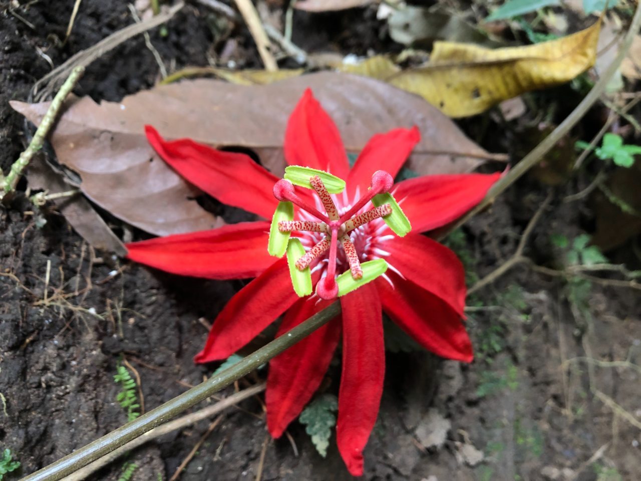 red flower