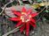 red flower