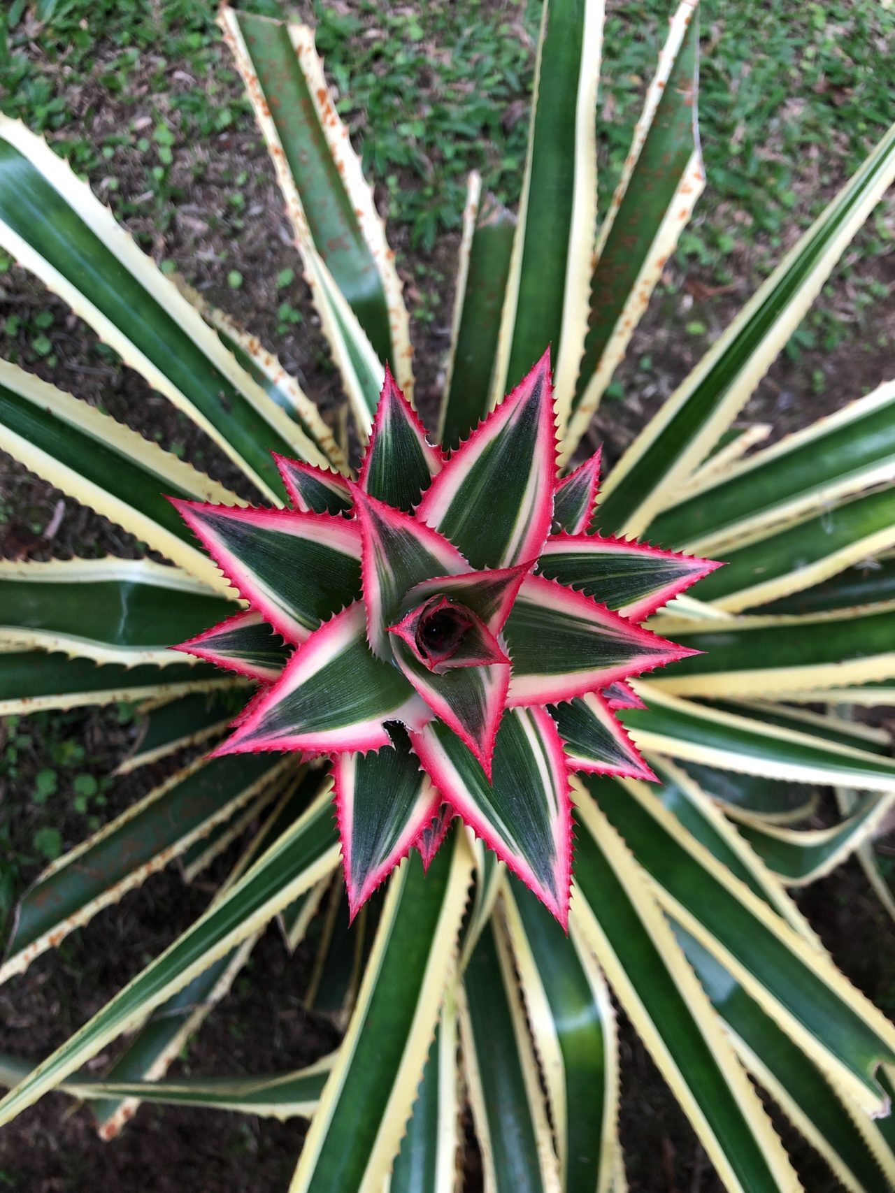 pink star-shaped plant