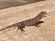 lizard