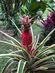 pink plant