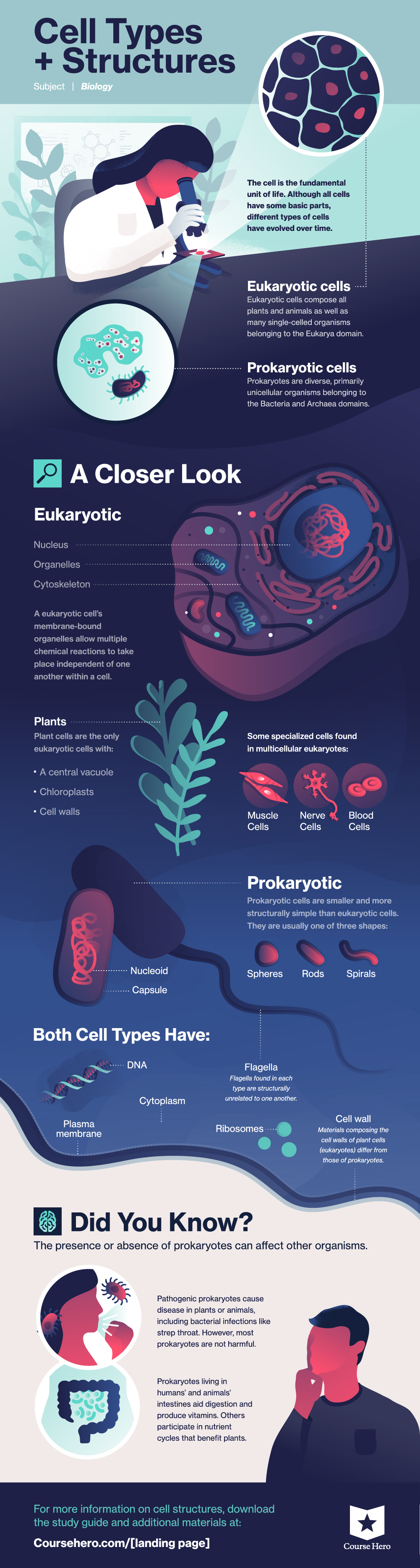Cell Types and Structures - Course Hero