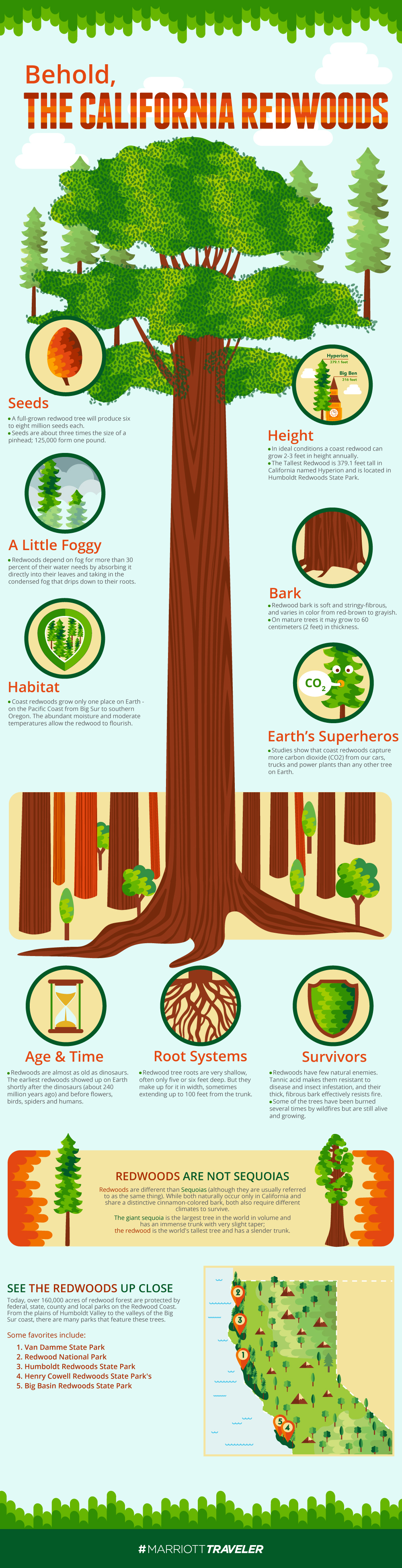 California Redwoods infographic - Marriott